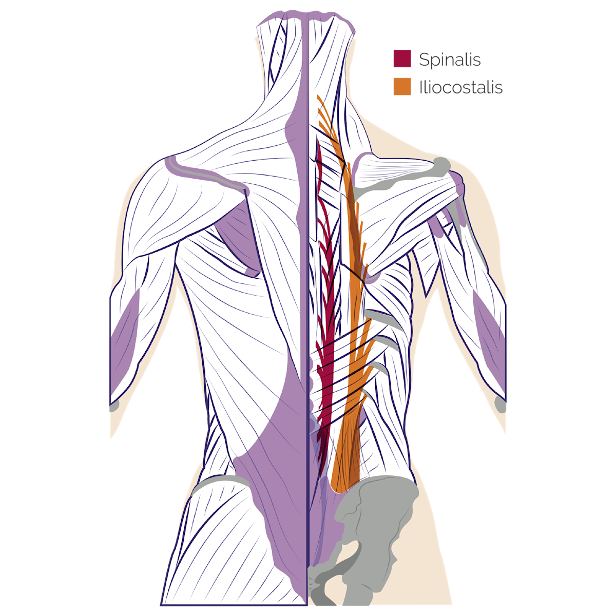 Back Muscles: Anatomy of Upper, Middle & Lower Back Pain in Diagrams ...