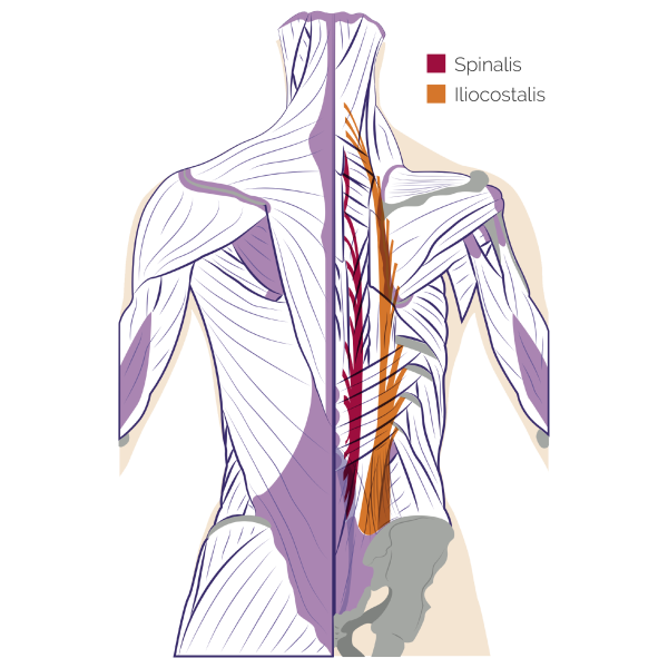 Back Muscles Anatomy Of Back Pain In Diagrams Goodpath