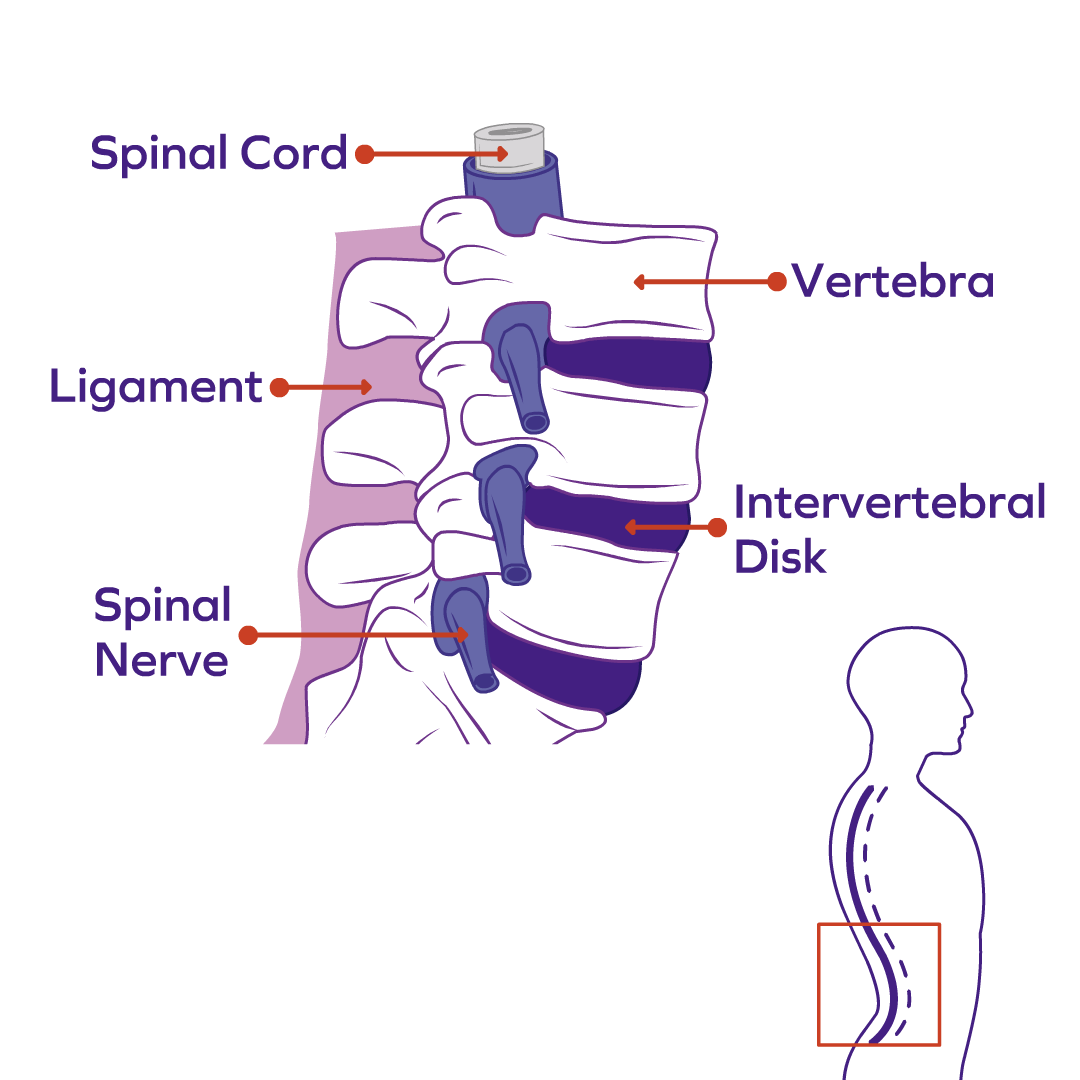 Structure of Spine_GoodPath