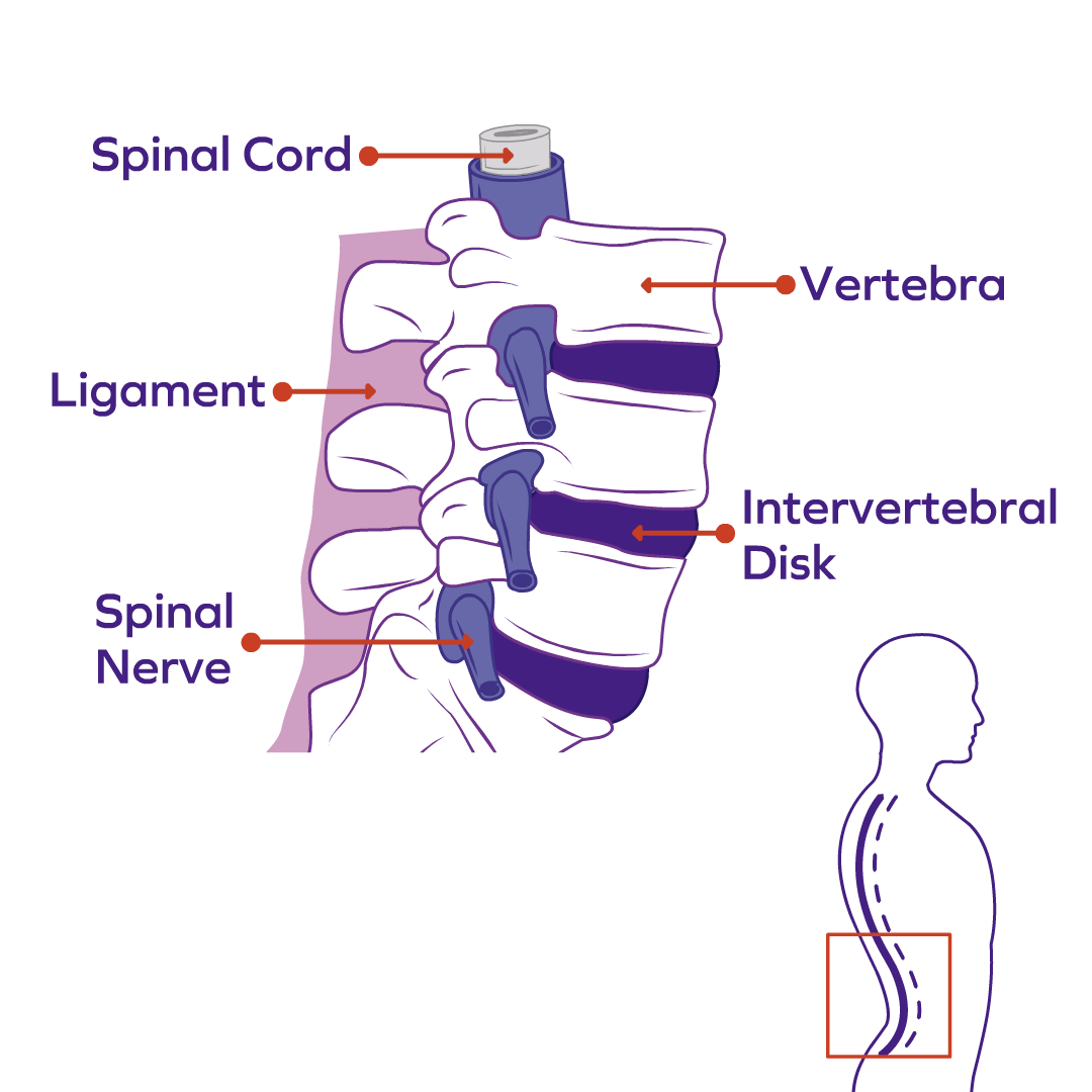 Back Bone Shape : pelvic floor muscles base of base-line keeping it