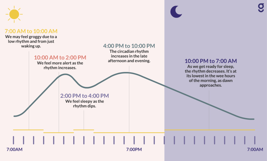Circadian rhythm during the day and when is the perfect time for a power nap from Goodpath