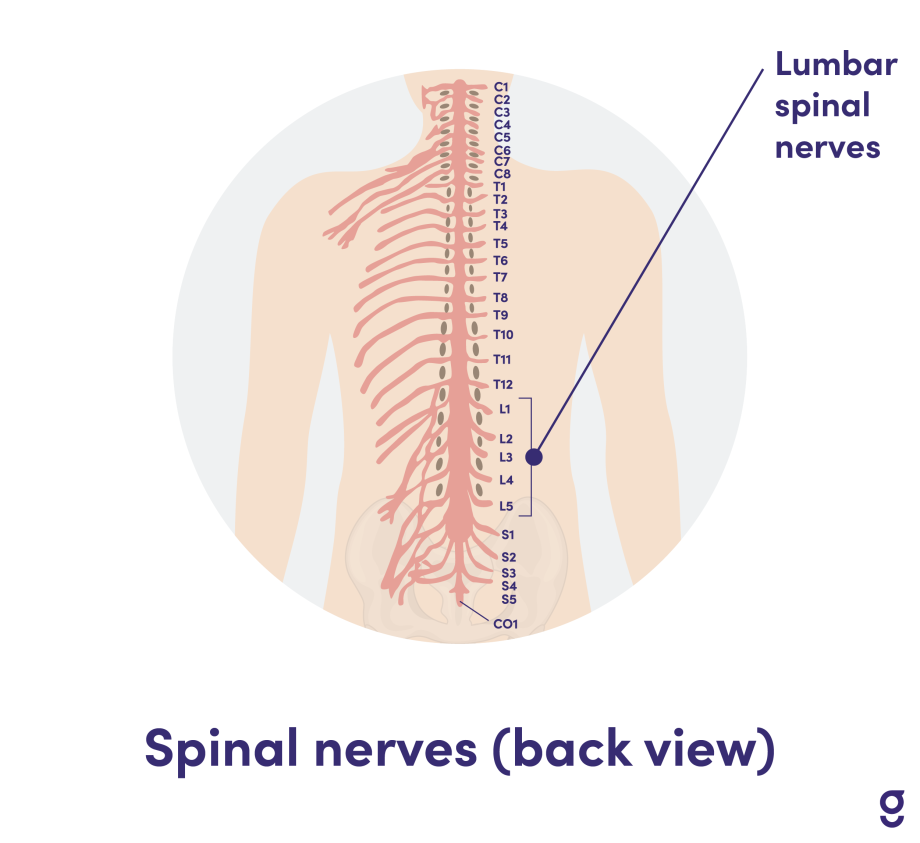Lumbar Vertebrae (Lumbar Spine) – Anatomy, Location, & Diagram