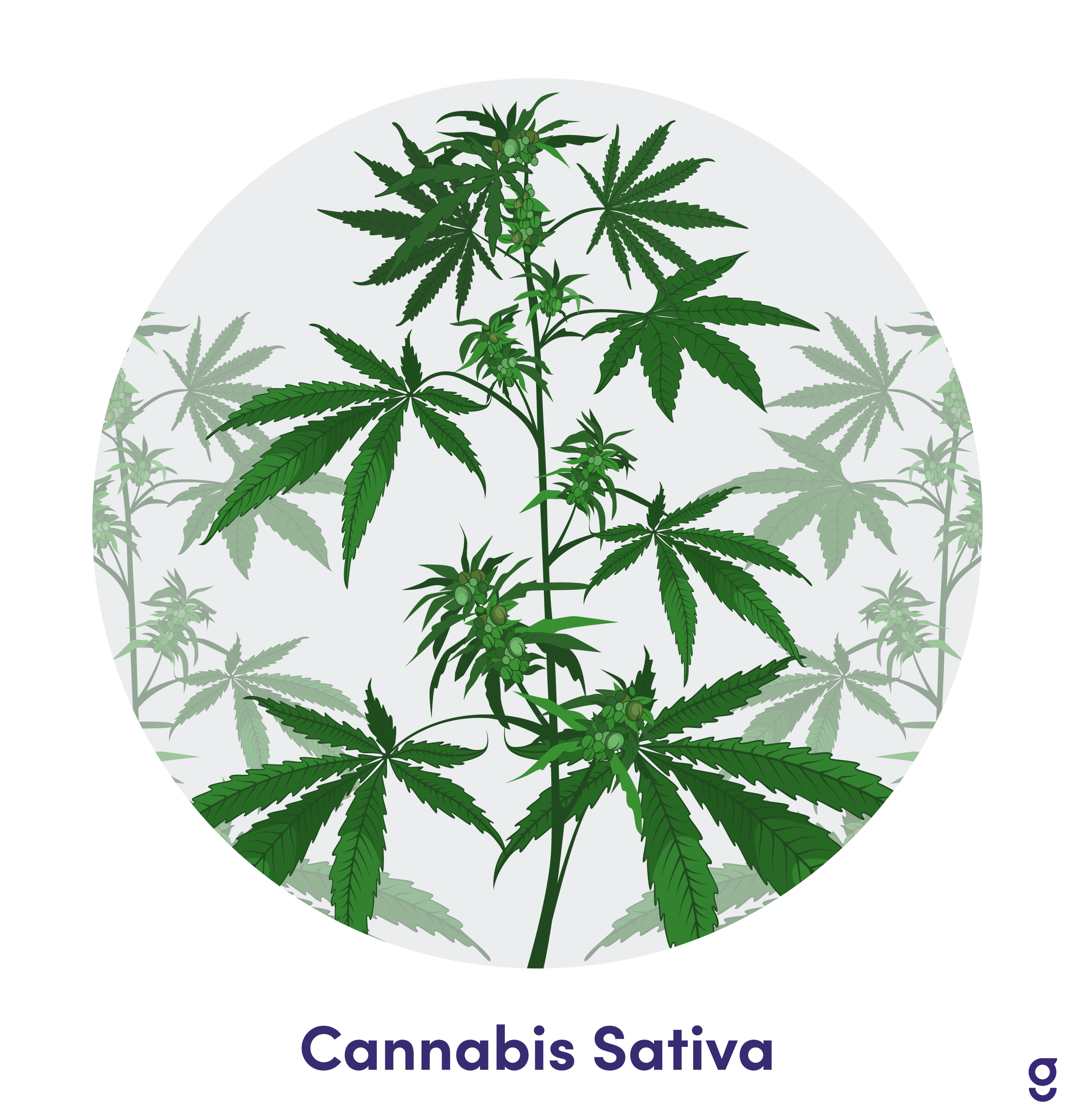 Marijuana Use - Canada