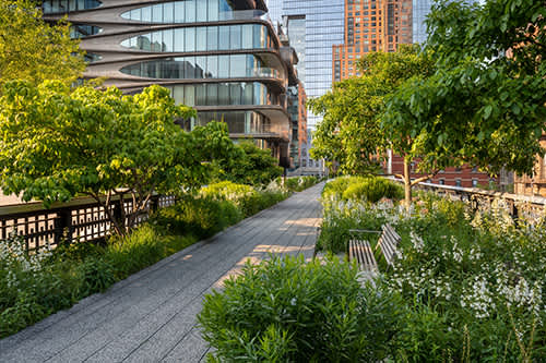 Elevated walkway on the High Line in Chelsea, surrounded by greenery and modern buildings.