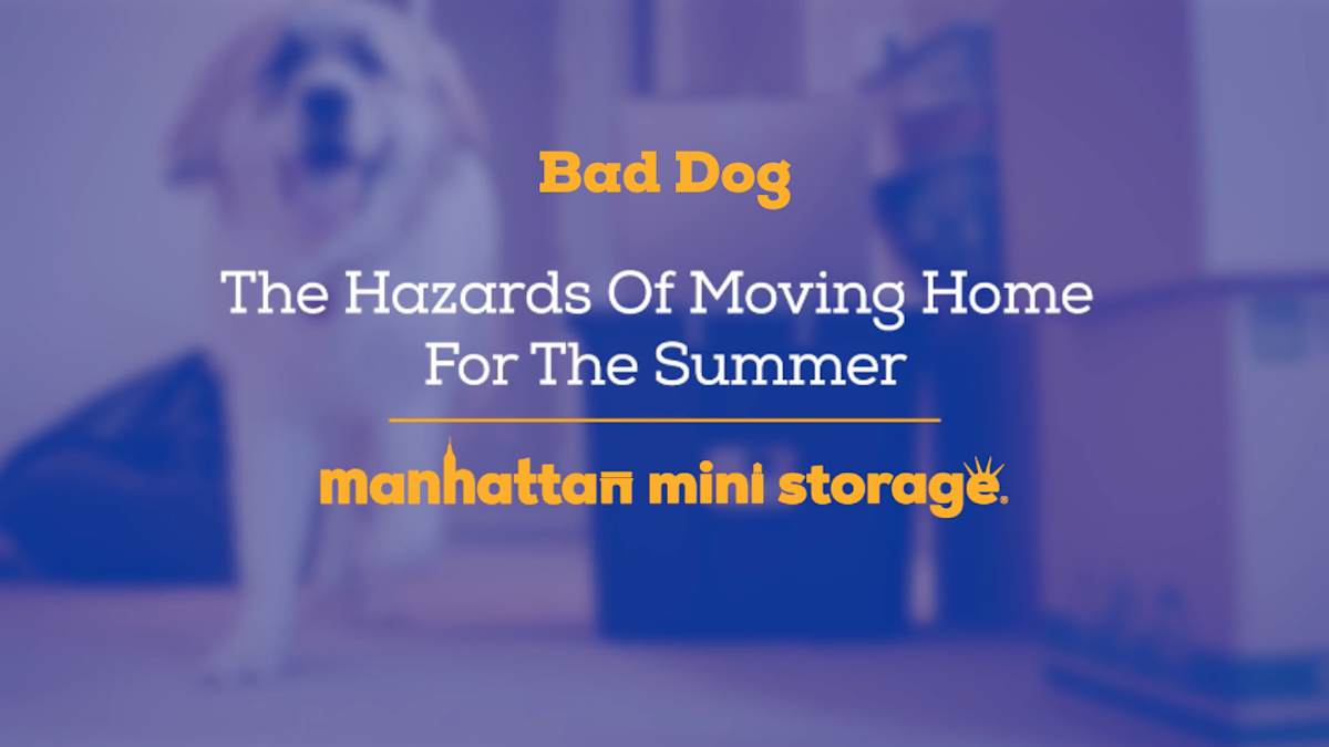 dog on the bed chewing rainbow toy