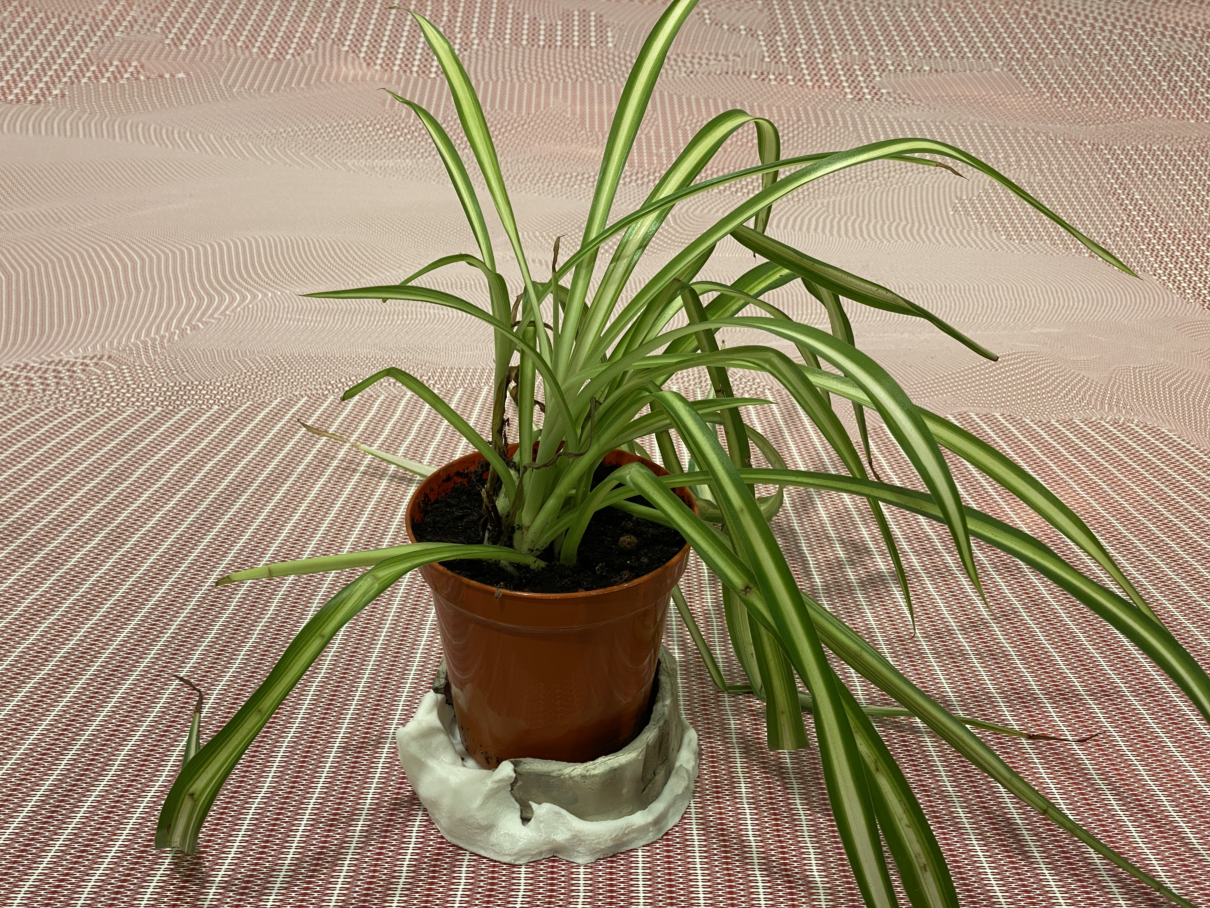 FELIX ZIEGLER BEHIND THE SCENES 1