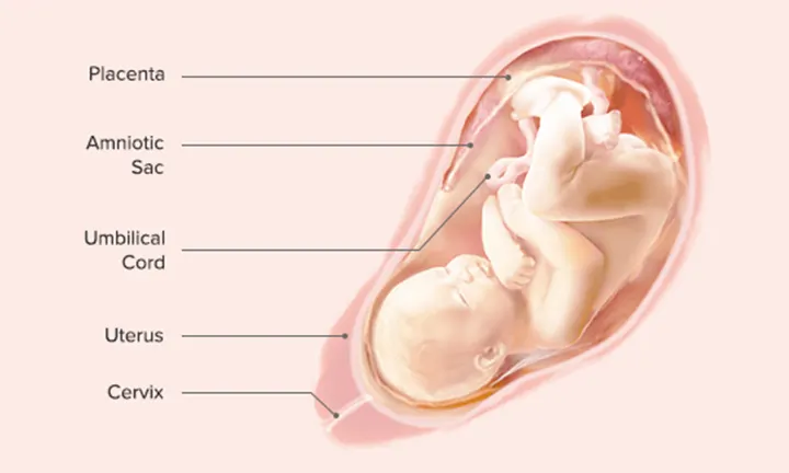 Fetal Development: Week 33 and Week 34