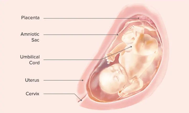 Fetal Development: Week 31 and Week 32