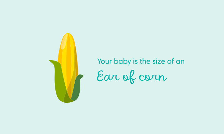 baby size of ear of corn week 24