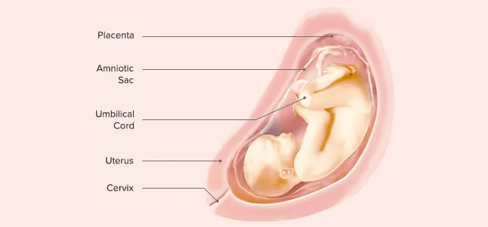 Fetus at 29 weeks pregnant