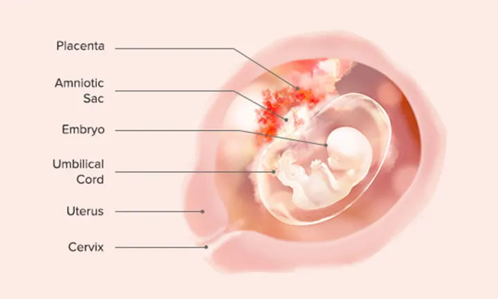Fetal Development: Week 10
