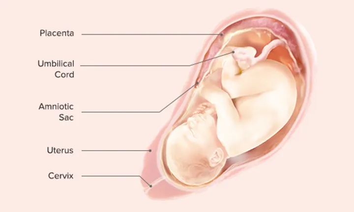 Fetal Development: Week 37 and Week 38