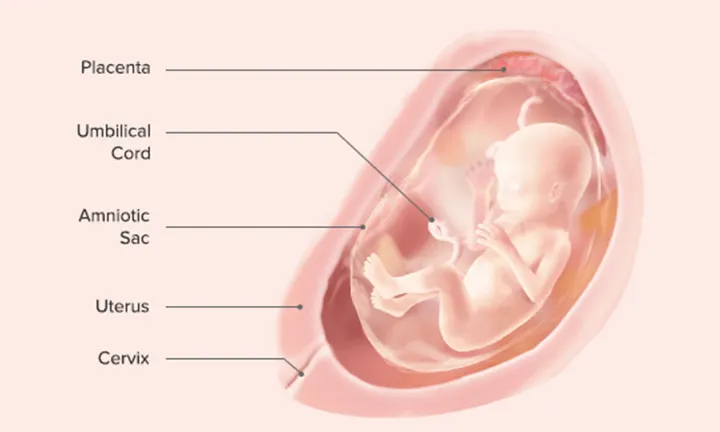 Fetal Development: Week 18