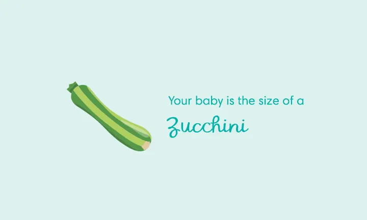 baby size of zucchini week 26