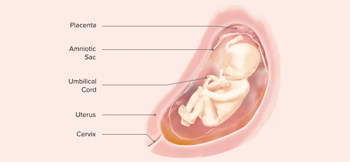 Fetus at 23 weeks pregnant 