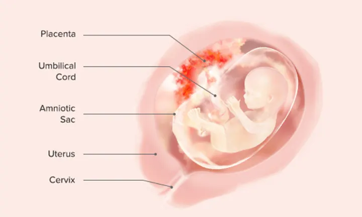 Fetal Development: Week 15