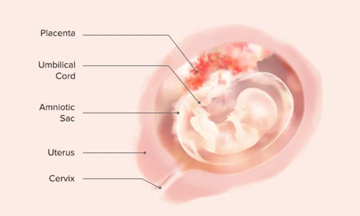 Fetal Development: Week 13