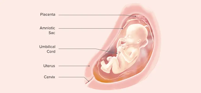 Fetus at 22 weeks pregnant