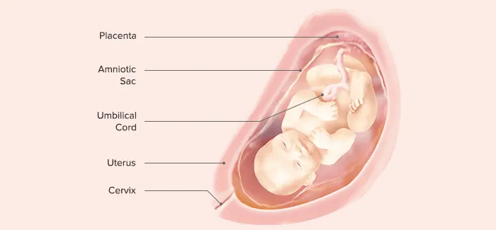 pregnancy week 30 fetus