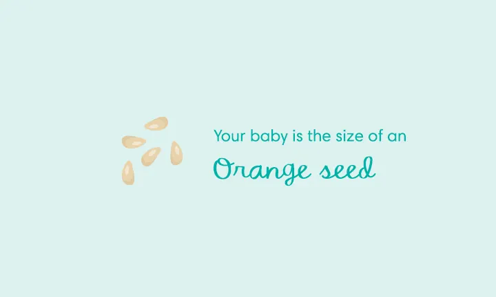 your baby size is of an orange seed