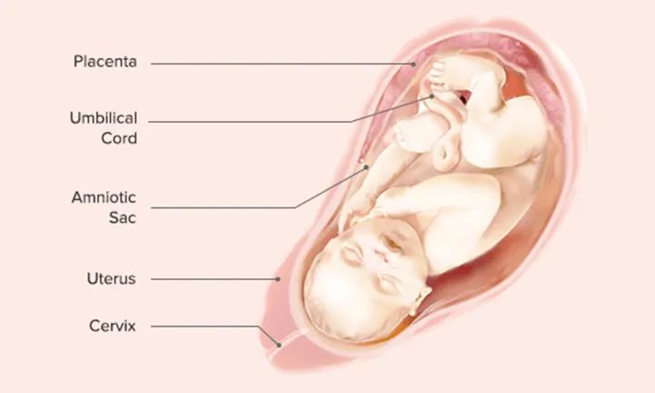Fetal Development: Week 39 and Week 40