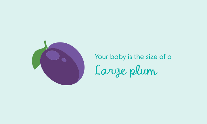 baby size of large plum at week 13