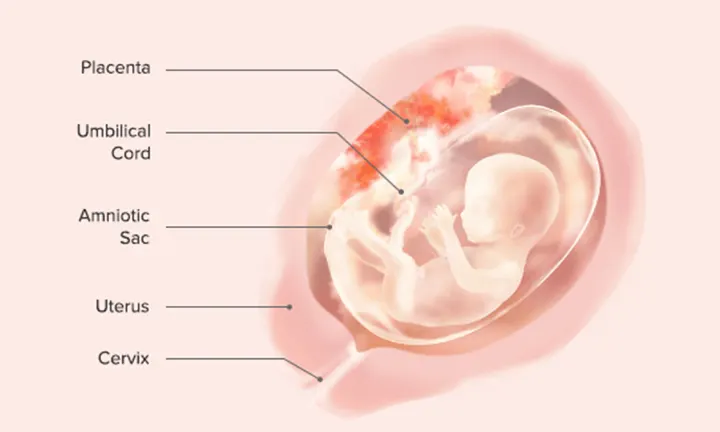 Fetal Development: Week 16