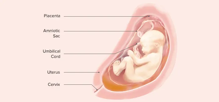 Fetus at 27 weeks pregnant