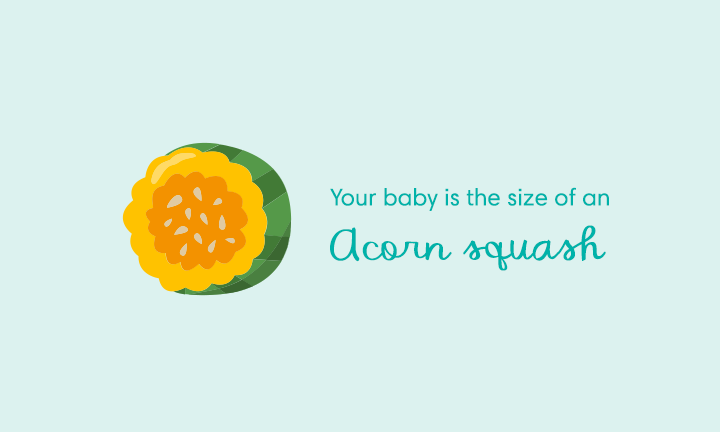 baby size of acorn squash week 25