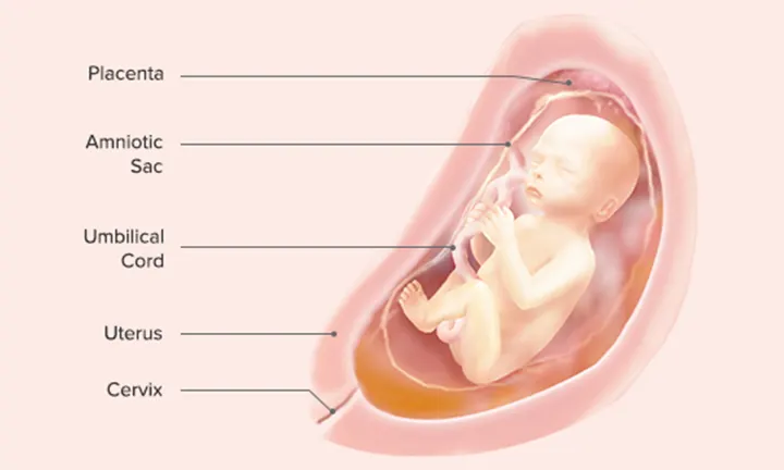 Fetal Development: Week 24