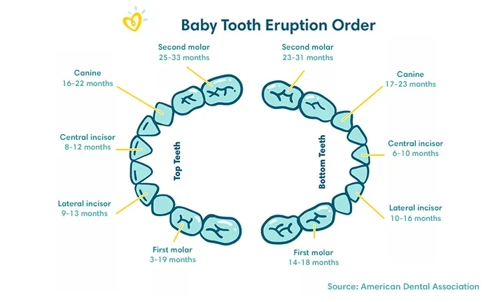 Baby Tooth Eruption Order