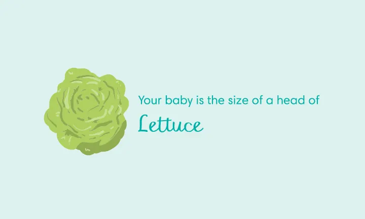 baby size of lettuce at week 28