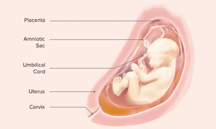 Fetal Development: Week 27