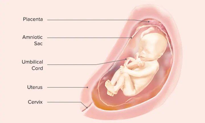 Fetal Development: Week 23