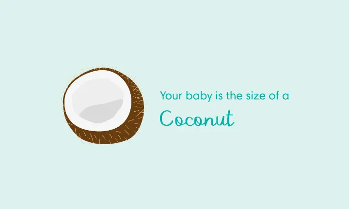 baby size of coconut week 31