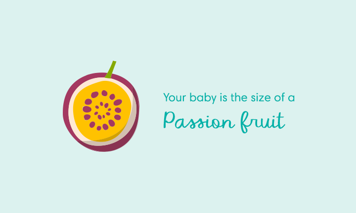 baby size of passion fruit at week 12
