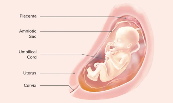 Fetal Development: Week 22