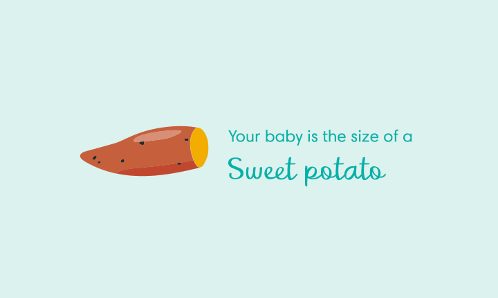 baby size of sweet potato at week 18