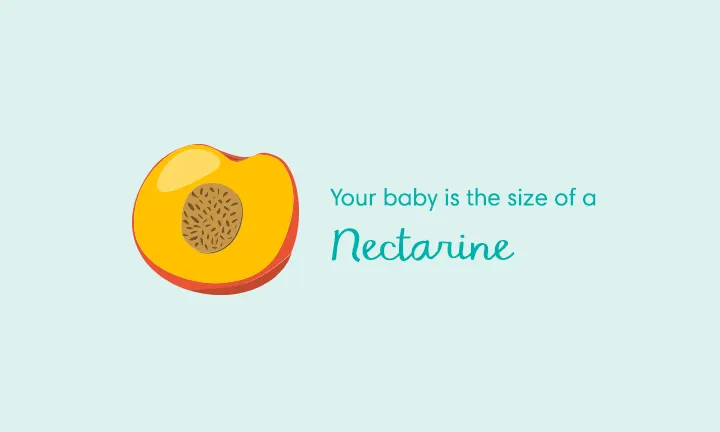 baby size of nectarine at week 14