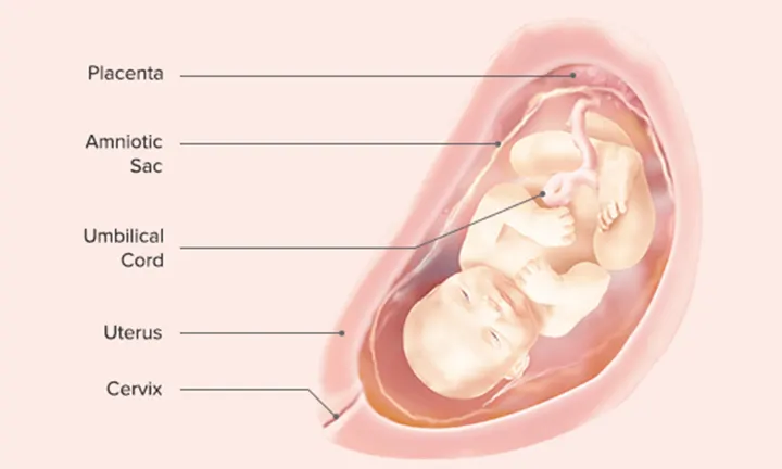 Fetal Development: Week 29 and Week 30
