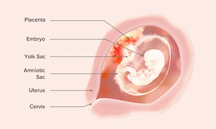 Fetal Development: Week 8