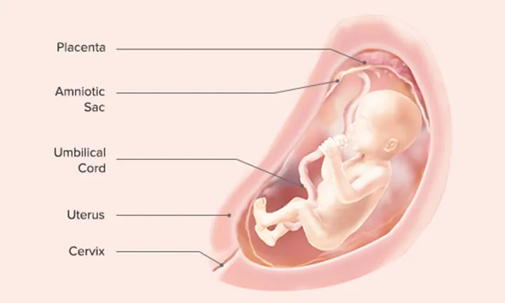 Fetal Development: Week 21
