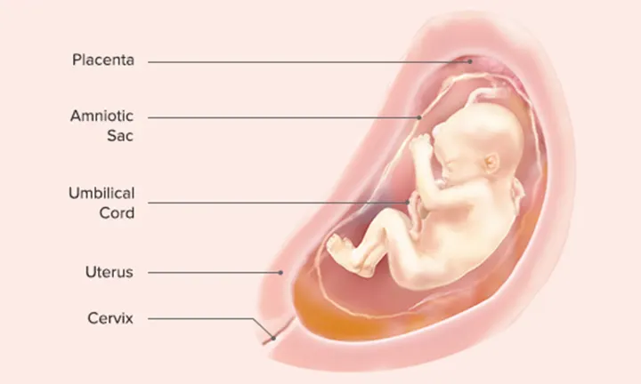 Fetal Development: Week 26