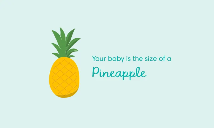 baby size of pineapple at week 33
