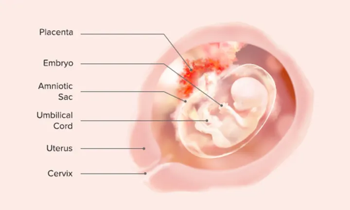 Fetal Development: Week 11