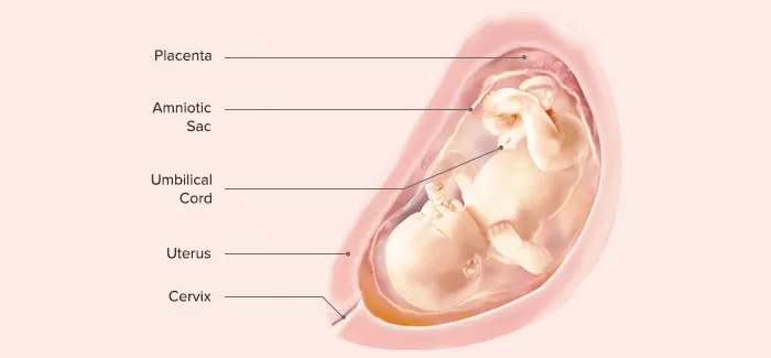 pregnancy week 31 fetus
