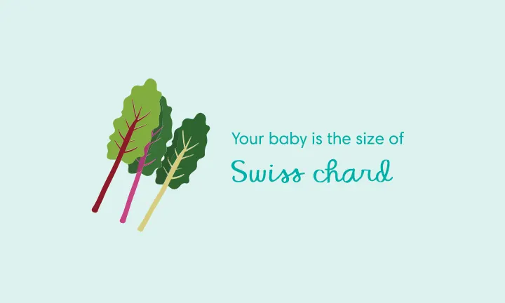 baby size of swiss chard week 37