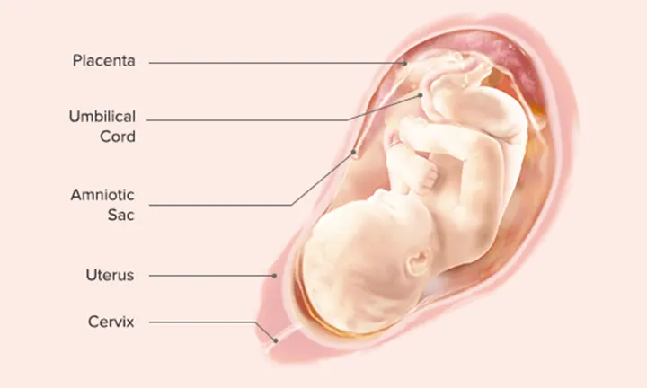 Fetal Development: Week 35 and Week 36