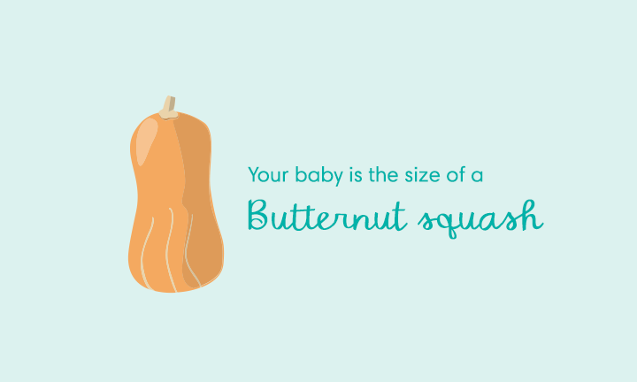 baby size of butternut squash week 29