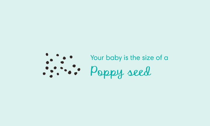 baby size of poppy seed at week 4
